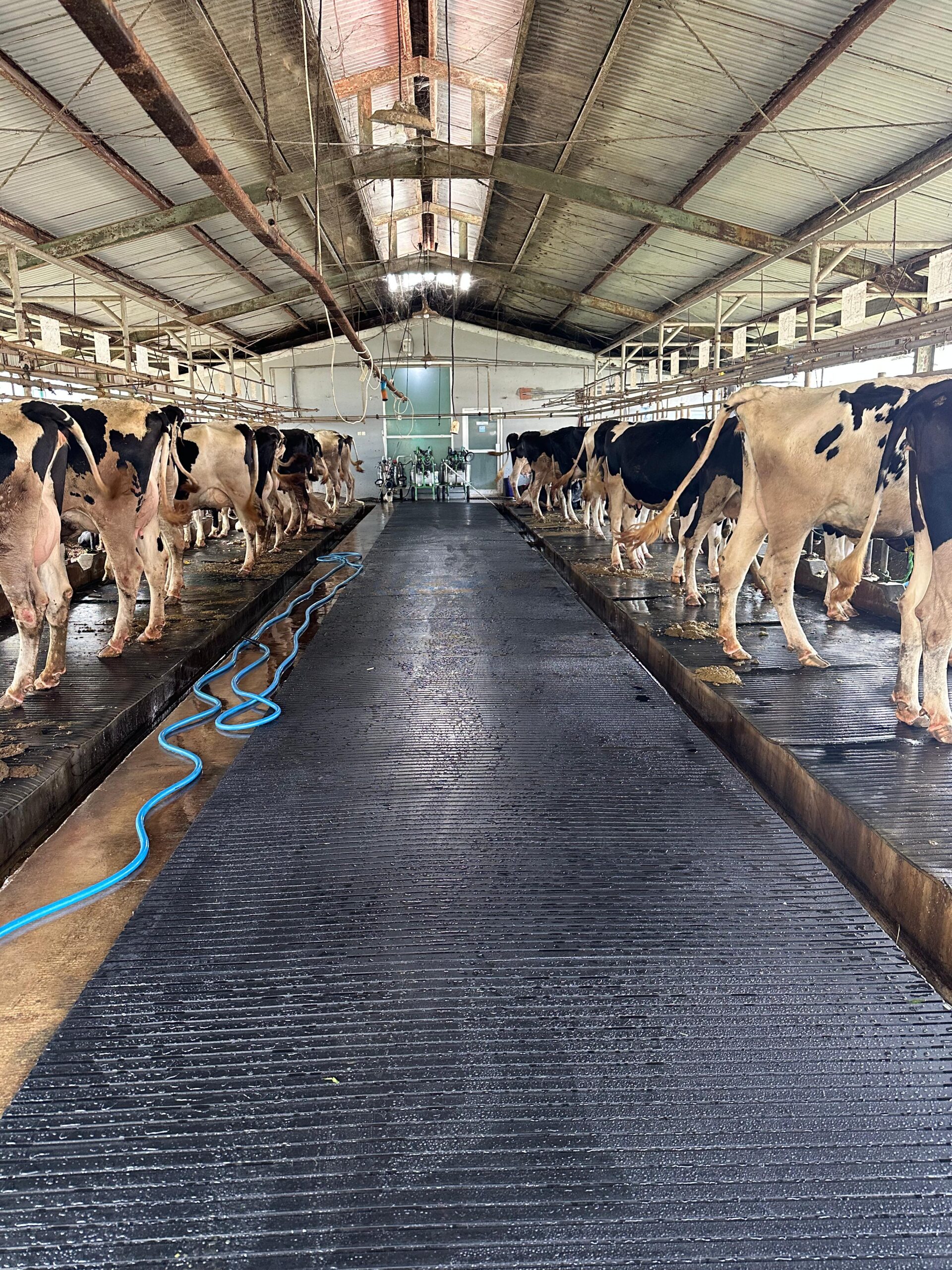 Karpet Sapi